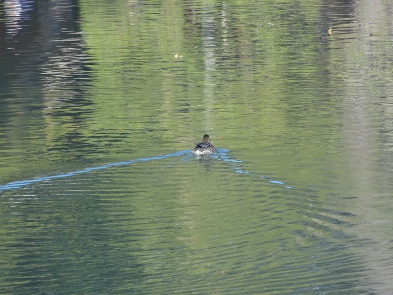 後楽園の池をスイスイ泳ぐ鴨