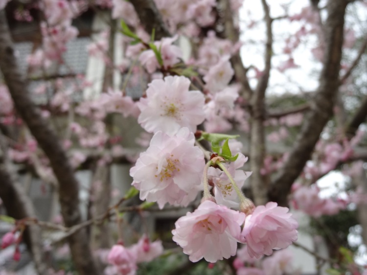 阿智神社に咲いていた桜