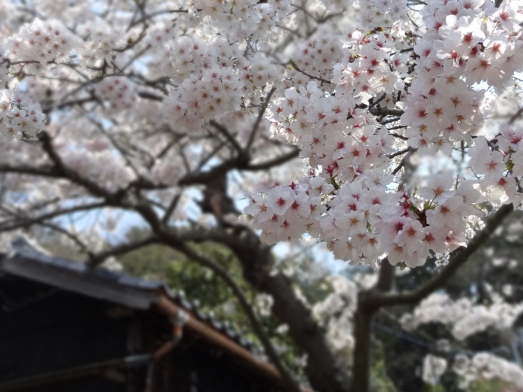 極楽寺に咲いていた満開の桜