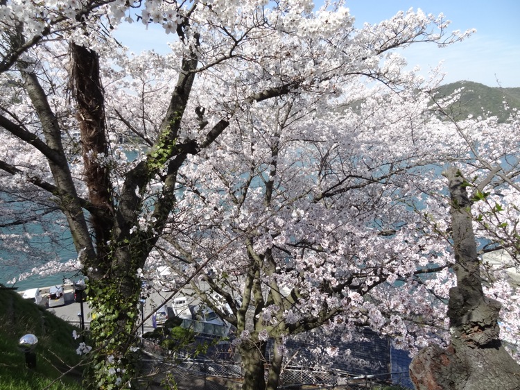 向島 高台の桜