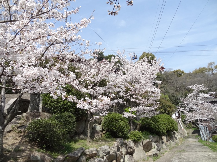 千光寺近くに咲く桜