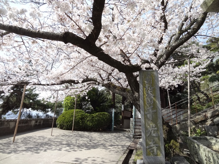 千光寺前の桜