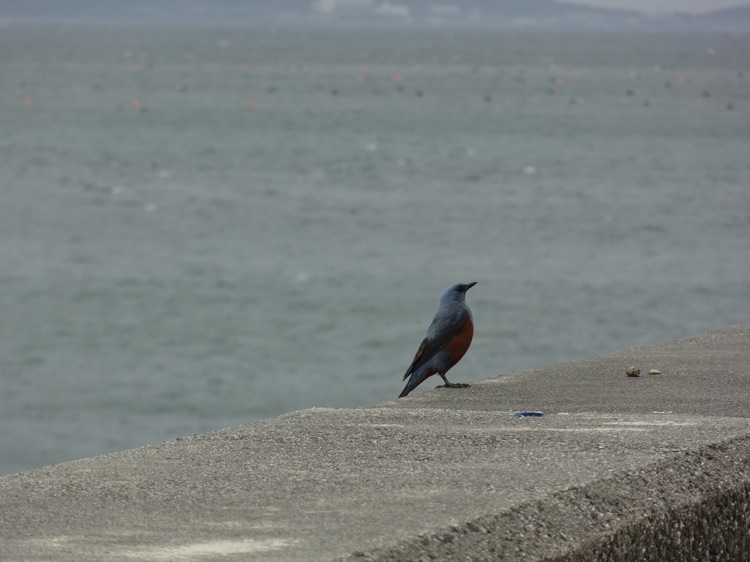 篠島にいた青い鳥