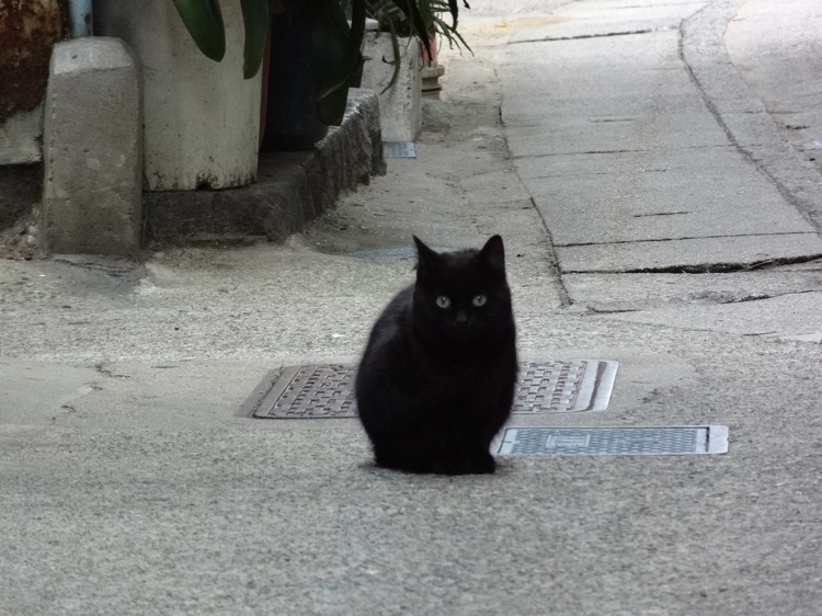 篠島にいた黒猫