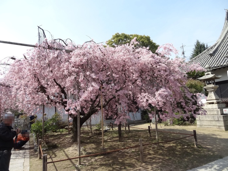 天寧寺で咲いていた枝垂れ桜