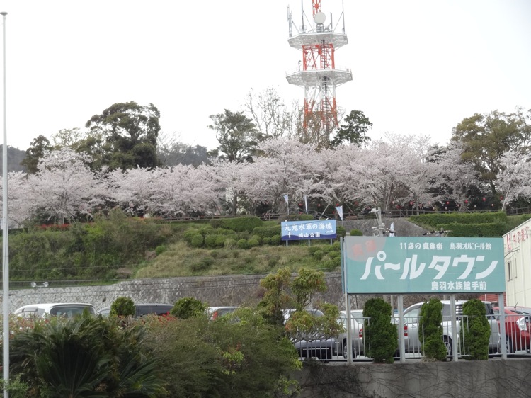 鳥羽 城山公園の桜を遠くから見る