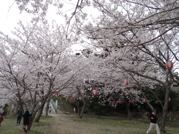 鳥羽の城山公園 一面、桜が咲いています