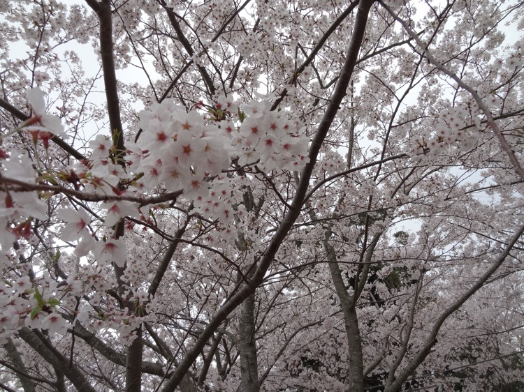 鳥羽の城山公園 桜を拡大
