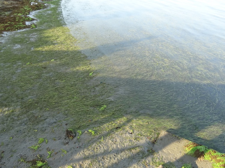 ベネッセハウスミュージアム宿泊者専用船着場から見る海は海藻だらけ
