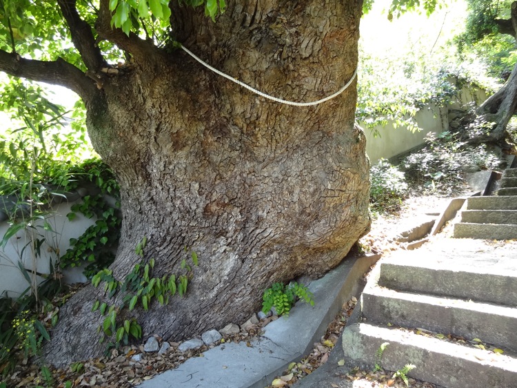 直島の八幡神社への道にある太い木