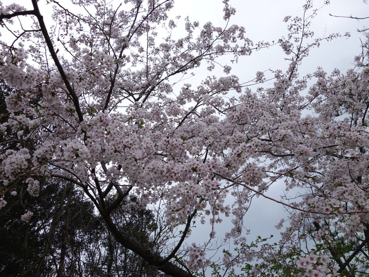 男木島 加茂神社の桜