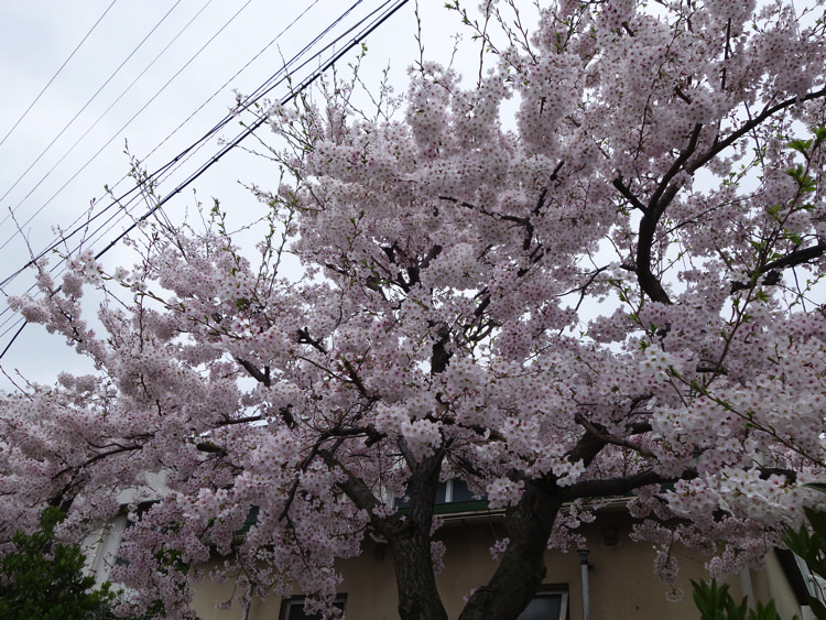 男木小学校の桜