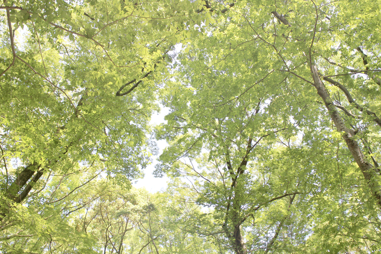 下鴨神社　糺の森の緑