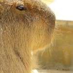 王子動物園の写真まとめ。動物たちは今日も元気です
