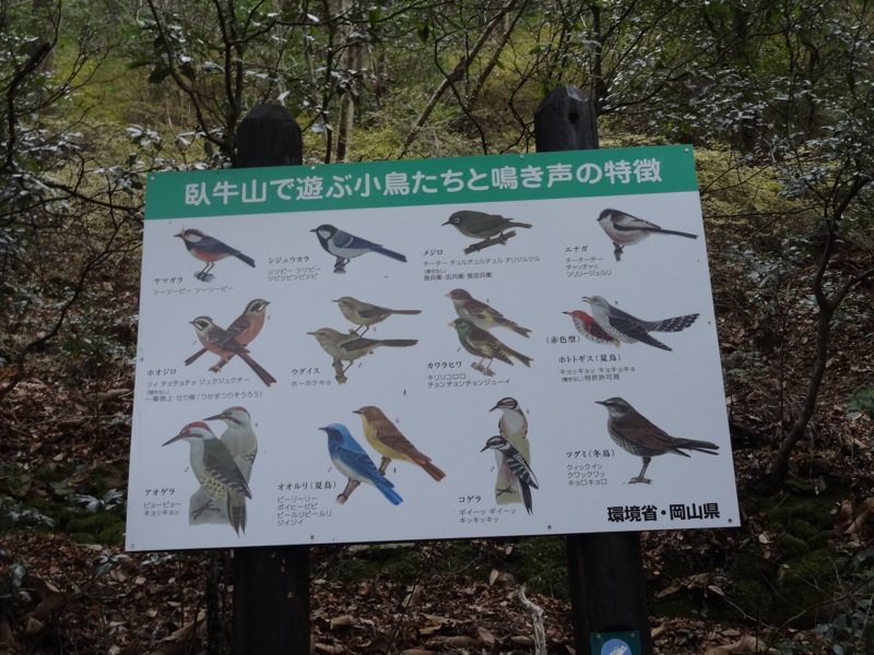 臥牛山で遊ぶ小鳥たちと鳴き声の特徴