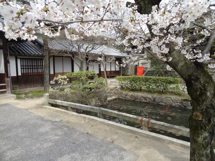 観龍寺には桜が咲いていました