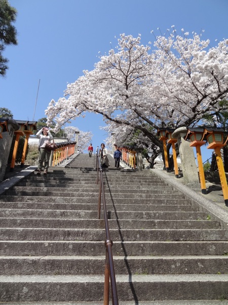 西国寺の階段と桜
