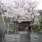 南知多の豊浜にある津島神社は本殿の横に大きな桜の木があります