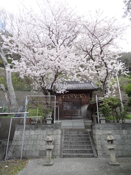 津島神社のお堂と満開の桜