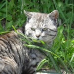 直島ダムとゴミ箱アートと野良猫