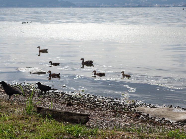 諏訪湖にいる鴨とカラス