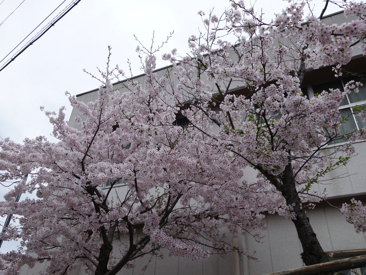 男木小学校の桜
